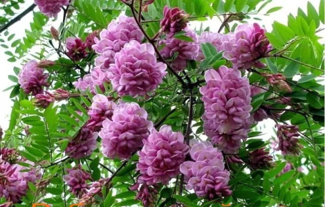 Саженцы розовой акации (робиния клейкая)