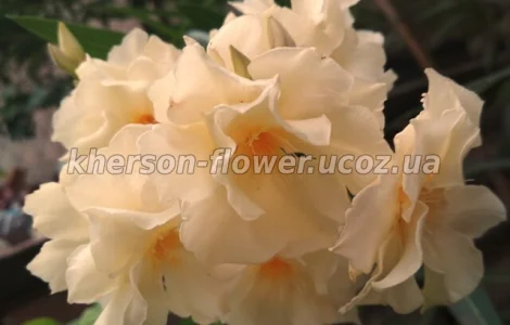 Олеандр кремовый махровый LUTEUM PLENUM