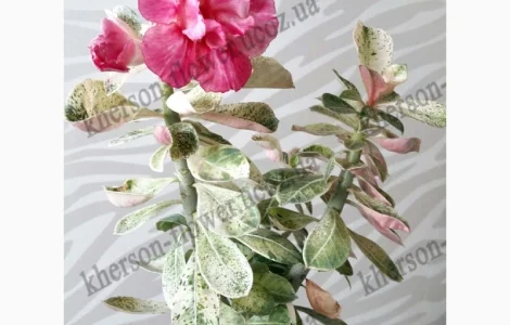Адениум привитой махровый вариегатный (пестролистный)