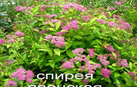 Спирея японская декоративный кустарник