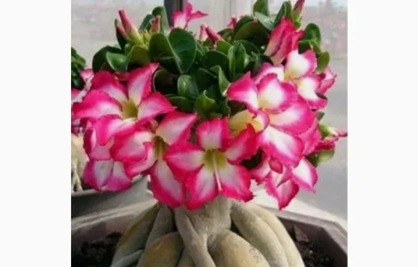 Адениум Mini Size привит на обессум