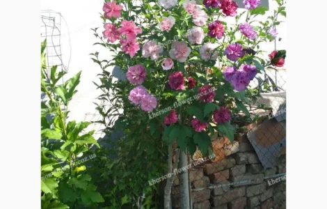 Гибискусы древовидные махровые мультипрививки (несколько сортов привиты на одном дереве)