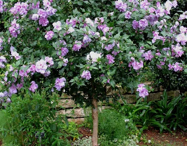 Штамбовые древовидные махровые гибискусы (сирийские)