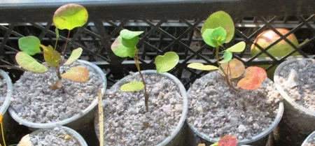 Барбарис монетовидный. Сеянцы в Д5