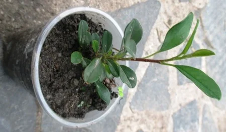 Кизильник Даммера Айхольц