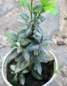 Самшит. Укорененные черенки