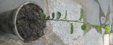 Кизильник растопыренный. Укорененный черенок в Д5