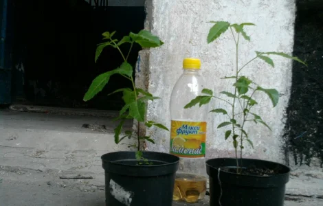 Продам шинус или розовый перец