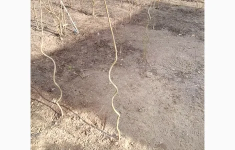 Клен зі спіральним штамбом