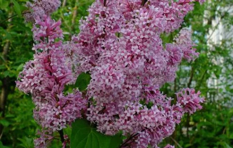 Продам сирень венгерскую