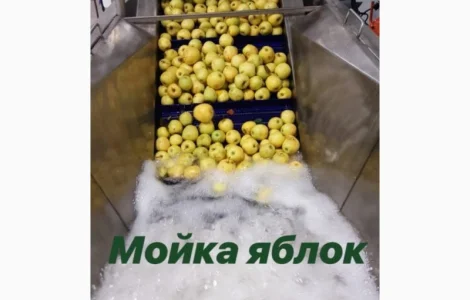 Линия сортировки и переработки ягод и фруктов