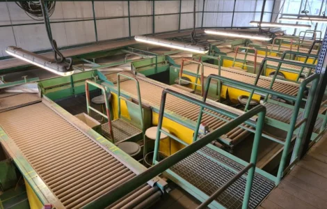 Прийомна лінія для картоплі та цибулі