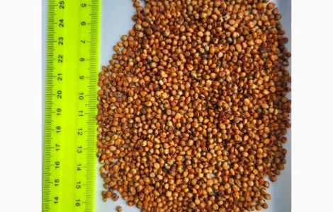 Продам сорго