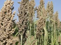 Сорго зерновое Ютами