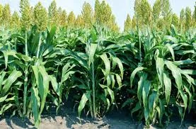 Сорго зерновое ЮКИ