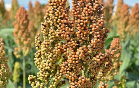 Зернове сорго Ютамі