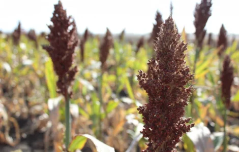 Зернове сорго Оггана