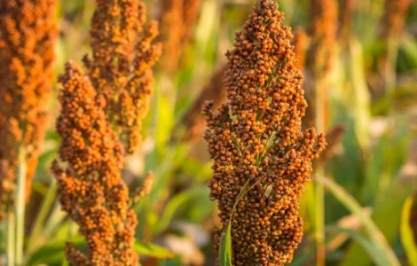 Зернове сорго Анггі