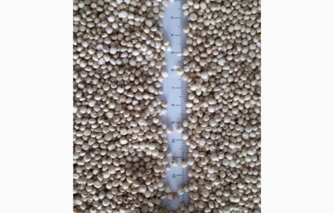 Сорго біле продаж на экспорт