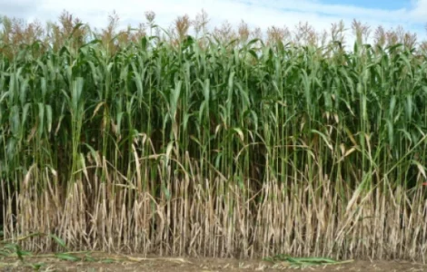 Насіння сорго АМІГГО RAGT