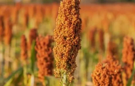 Зернове сорго Кейто