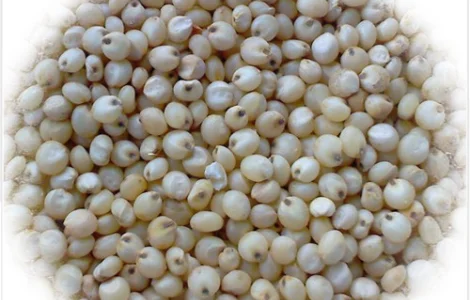 Закупаем сорго белое, красное