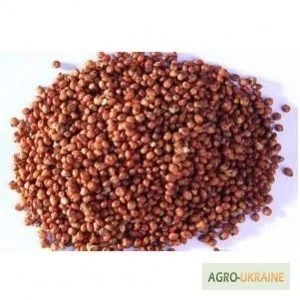 Закупаем сорго