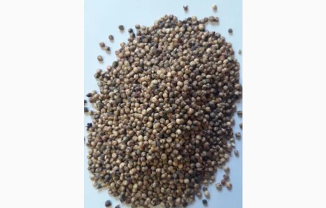 Закупаем Сорго некондиционное