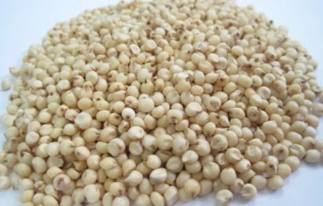 Крупозавод купує зерно білого сорго на постійній основі