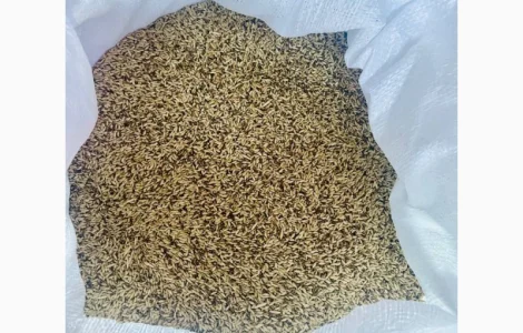 Продам конореечное просо корм для попугаев и конореек