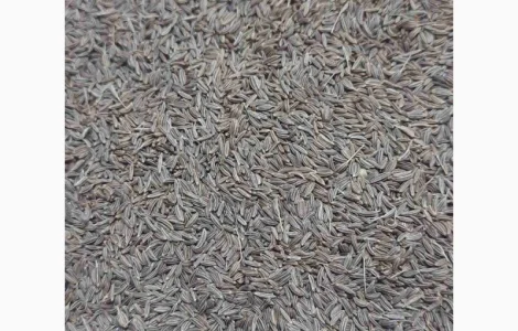 Тмин, Кмин, Семена Кмин, Семена Тмин