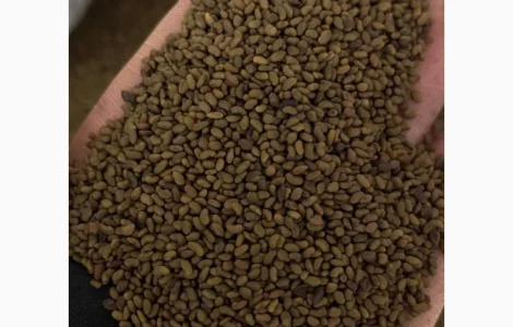 Продам люцерну сорт "Регіна", "Власта", "Банат", ГМО