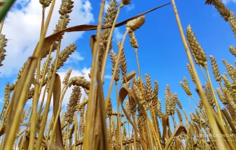 Закупим пшеницю, кукурузу