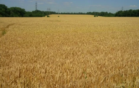 Куплю отход овсяного, ячменного, пшеничного производства, шелуху