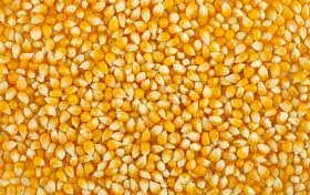 Компания закупает Пшеницу(Фураж)Кукурузу отходы кукурузы ячмень сою!!! ВСЯ УКРАИНА