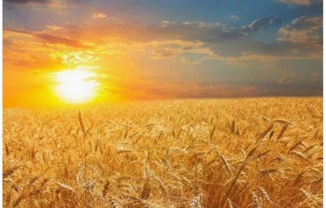 Куплю зерно