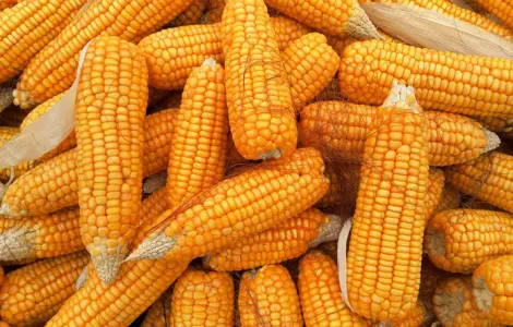 Есть покупатели пшеницы и кукурузы с эливаторов и хозяйств с всей Украины 1 000 тонн