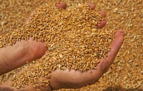 Куплю фуражную пшеницу и рапс