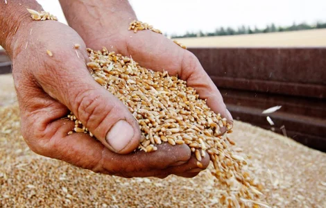 Покупаем зерновые культуры