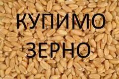 Куплю зерно, зерноотходы