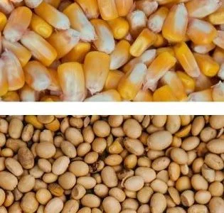 Закупаем кукурузу некондиционную, сою половинки