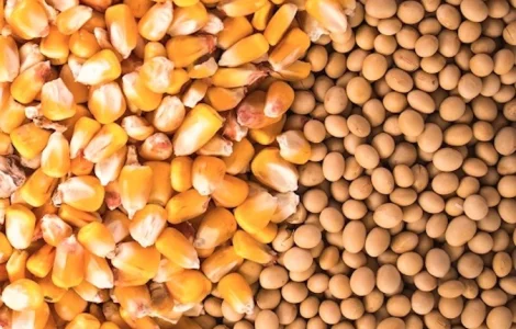 Куплю сою половинки, кукурузу некондиционную. Самовывоз