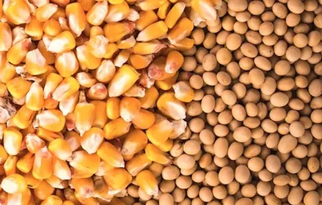 Куплю сою половинки, кукурудзу некондиційну. Самовивіз