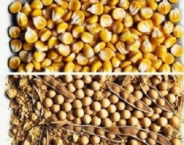 Покупаем сою (половинки), кукурузу (некондиция)