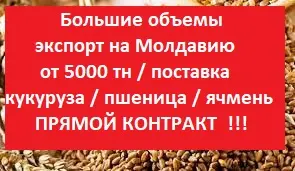 ЗАКУПКА на Молдову від 5000 т = Пшениця = Ячмінь = Кукурудза