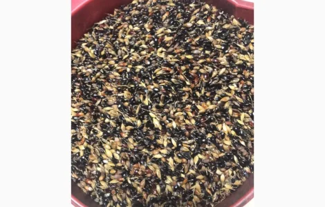 Насіння Суданка