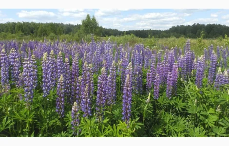 Продам семена Люцерны, многолетних, газонных трав, сидератов