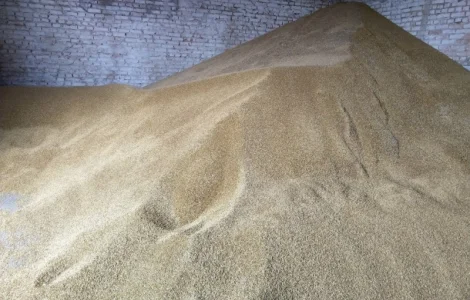 Куплю зерно