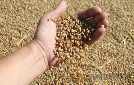 Купимо некондицію зернових