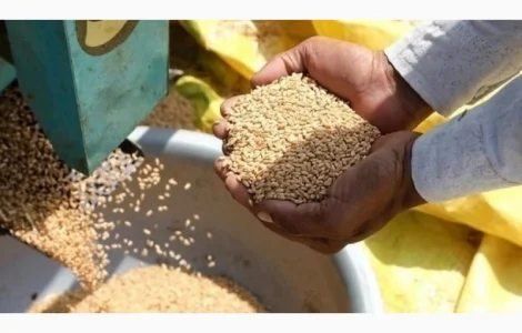 Куплю зерновідходи зернових, бобових олійних